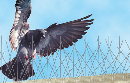 Bird Management Solutions.jpg